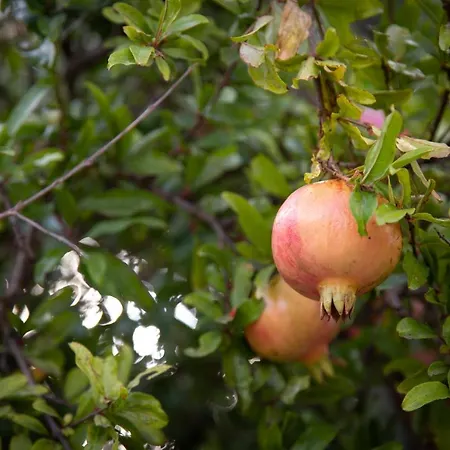 Il Melograno 4* San Teodoro (Sardinia)